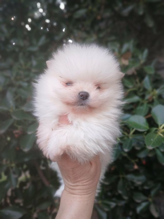 Продавам померанчета