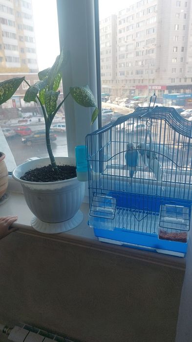 Папугай сатылады.