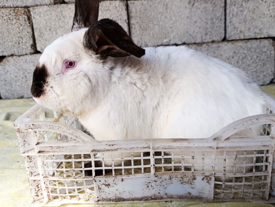 Кролики породные