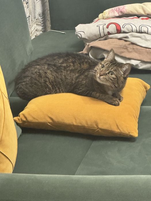 Кошка, в хорошие руки