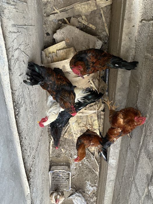 Сатылады кораздар
