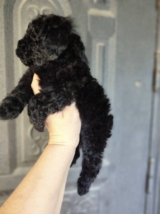 Щенки той пуделя редкого окраса