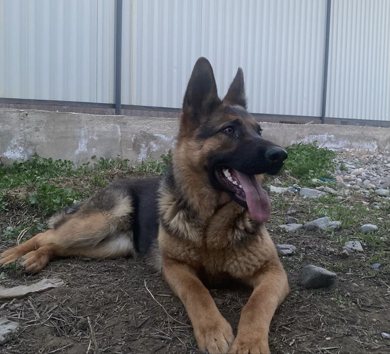 Немецкая овчарка в добрые руки