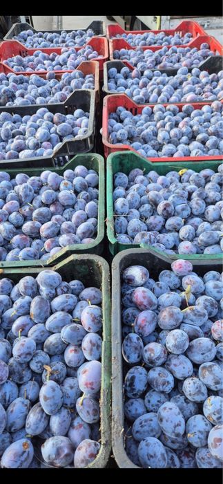 Prune pentru țuică – aromate și bine coapte