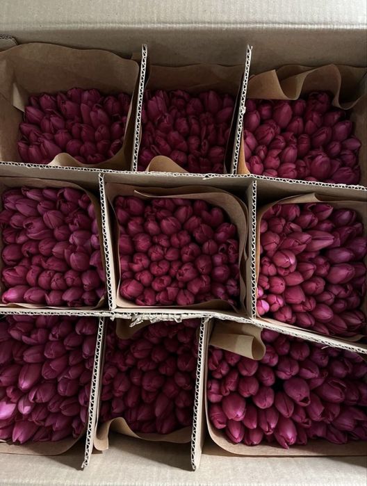 тюльпаны 450 тг