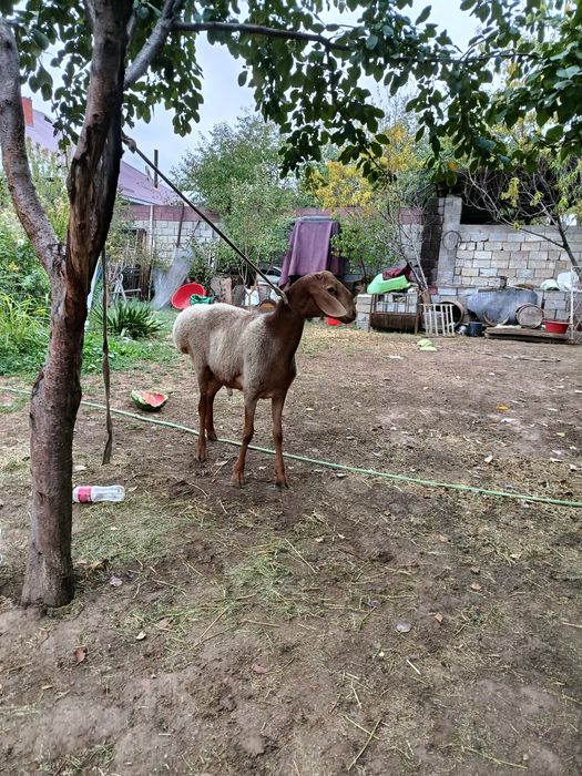 Қошқар сатылады Арашан шатыс