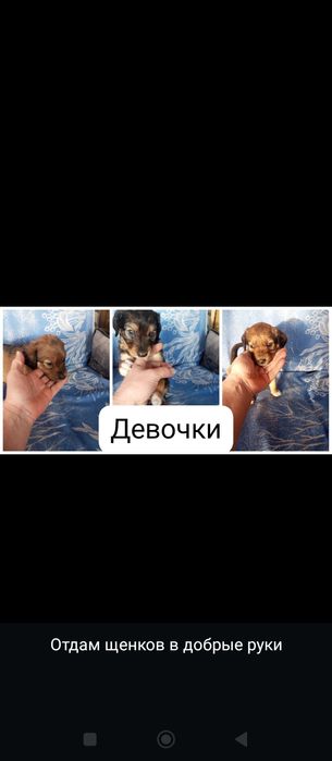 Отдам щенков в добрые руки