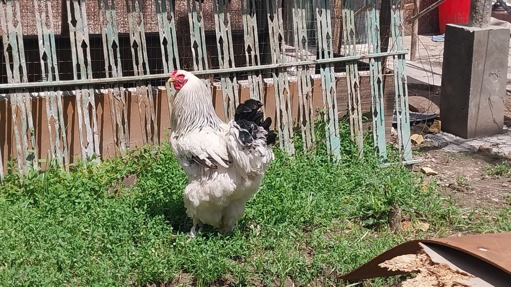 Тоза брама товуклар