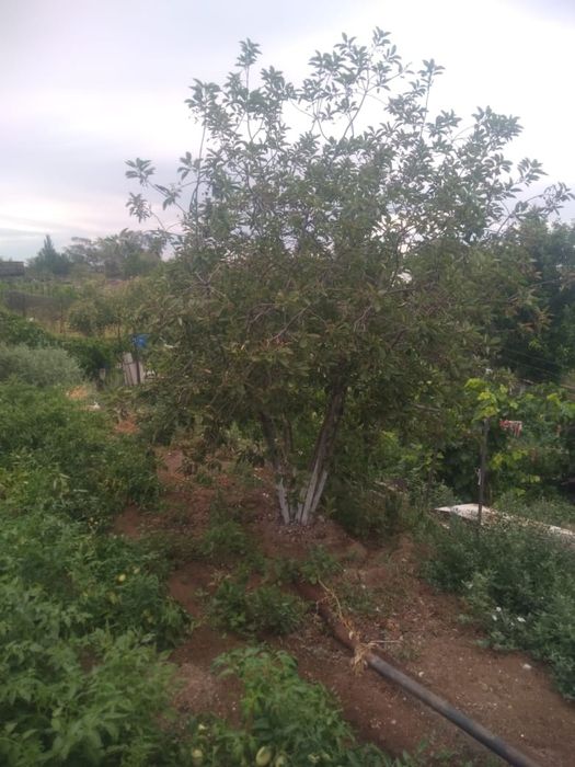 Дача в ТЭЦ 1 в хорошем состоянии