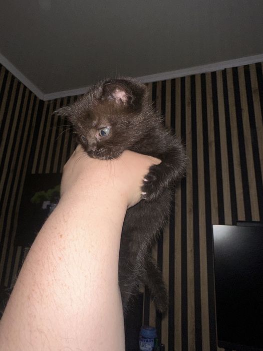 Отдам котенка в добрые  руки
