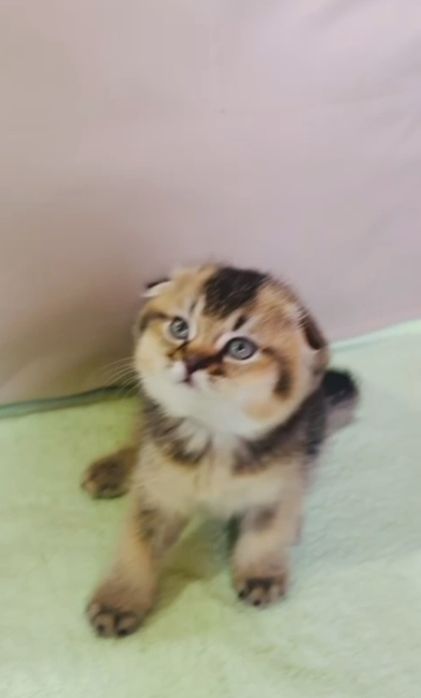 Шотландские котята