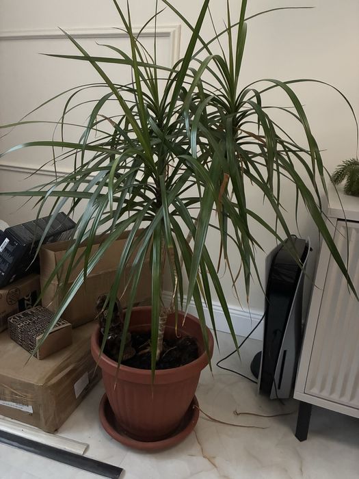 Палма Драцена Маргината 100 см