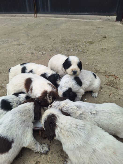 Породистый күшіктер сатылады