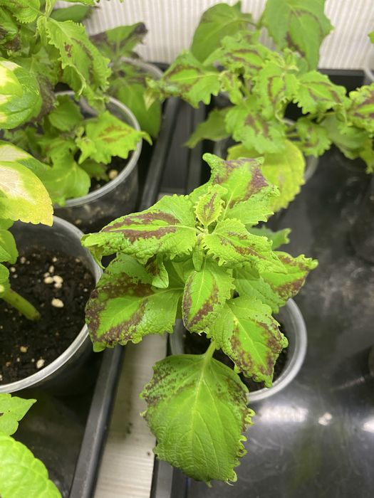 Колеус, растение для дома и сада