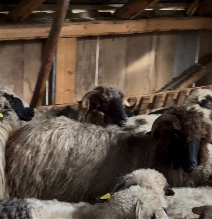 Oi tinere disponibile