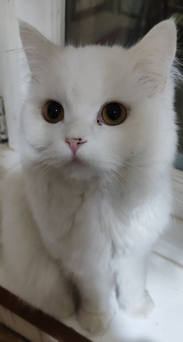 Продам кошку белую