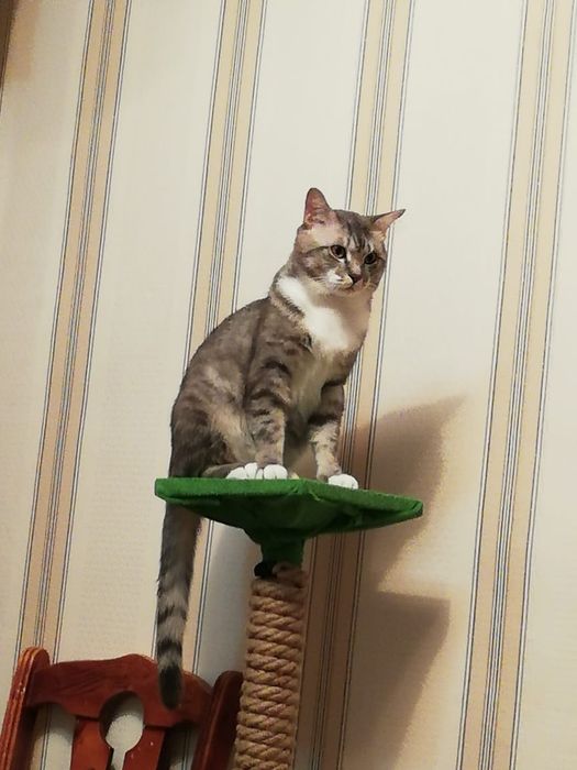 Отдам кота в хорошие руки