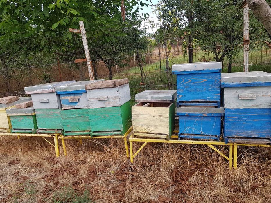 Lichidare stupi albine