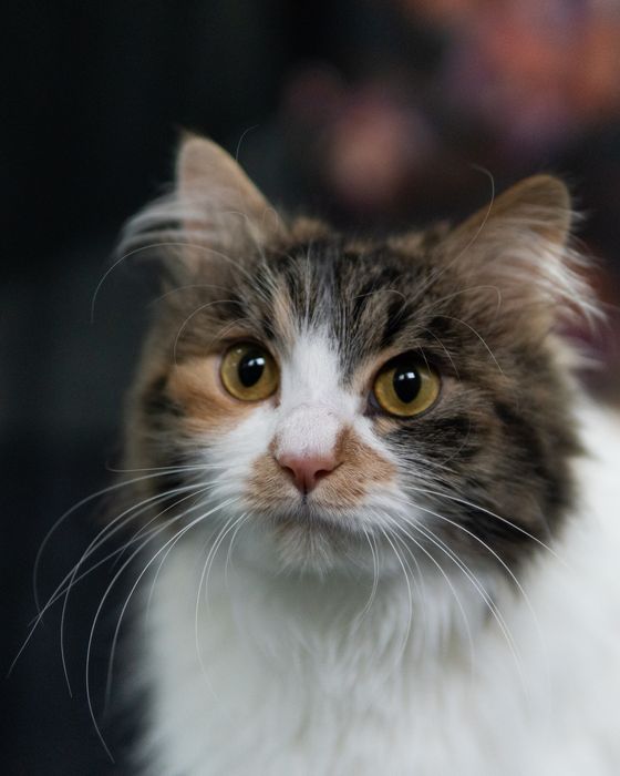 Прекрасната Писана търси дом, кастрирана