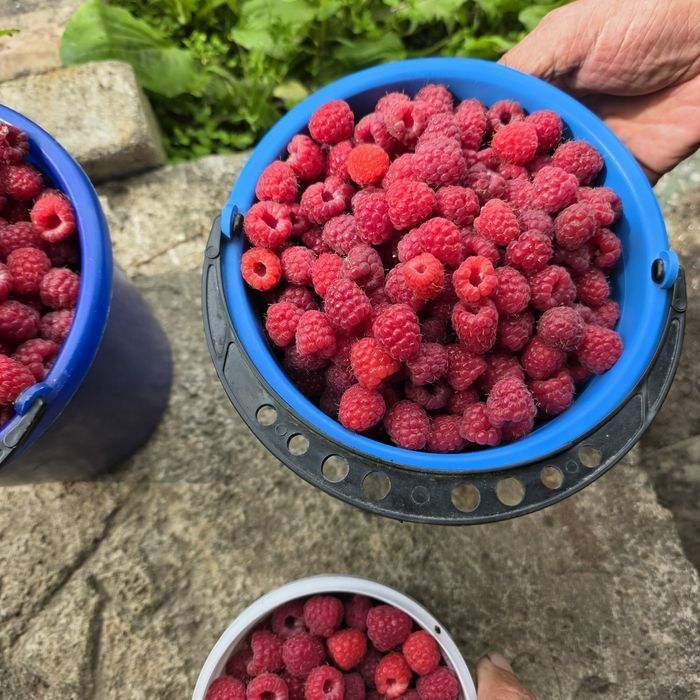 Продам дачаную малину