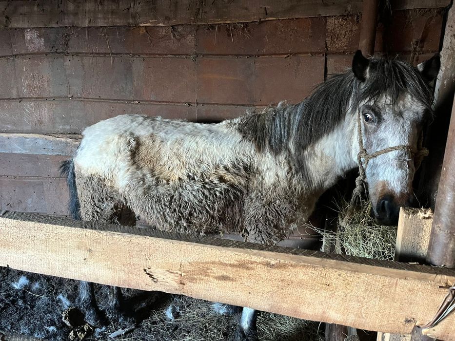 Семіз құнан сатылады