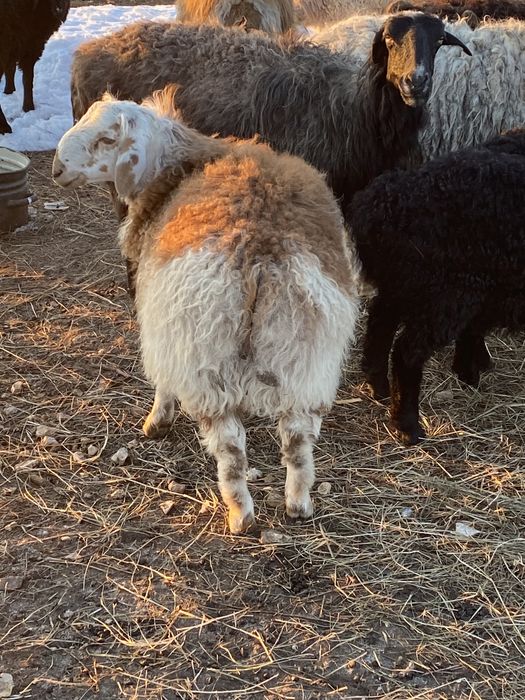 Кошкарчик на племя