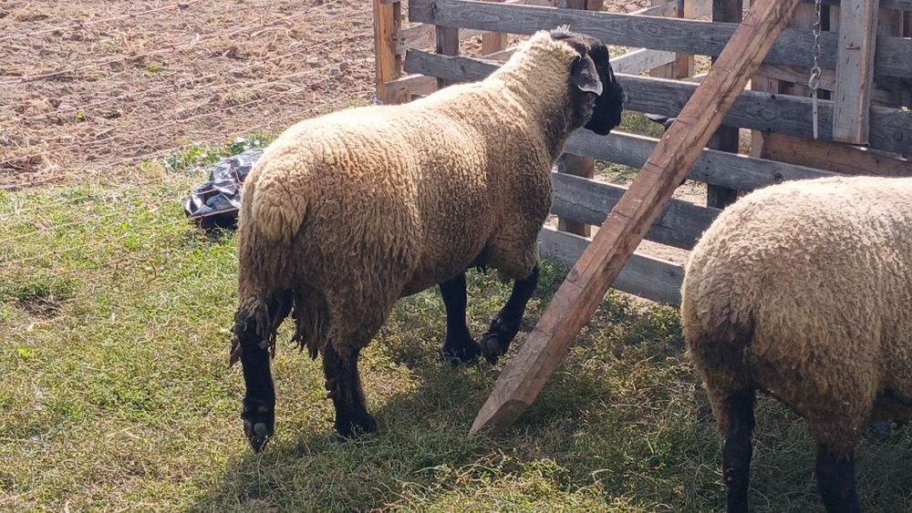 Berbec suffolk...