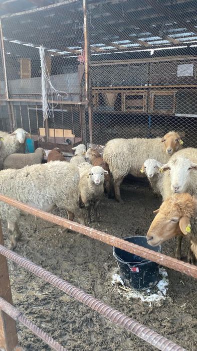 Бараны  с ягнятами