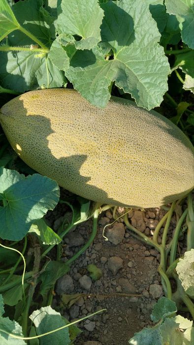 Investor kerak dexqonchilika