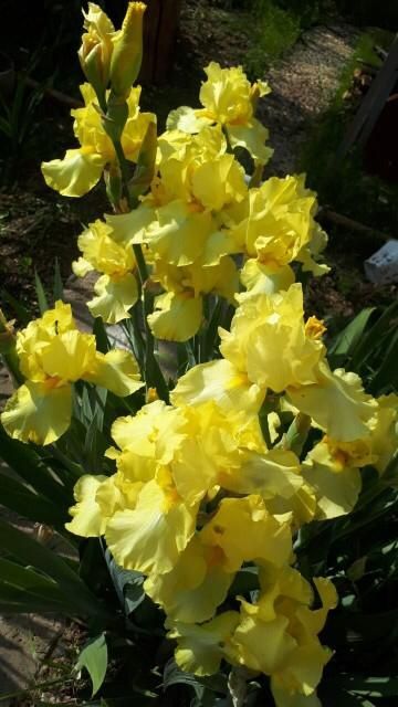 Продам цветы и кустарники многолетки