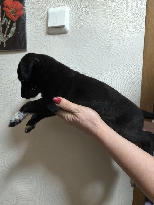 Отдам щенков бесплатно