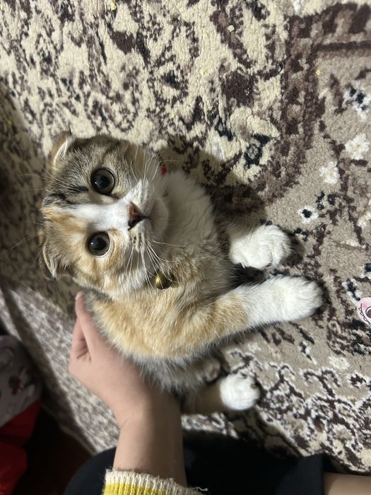 продам кошку шотландскую вислоухую