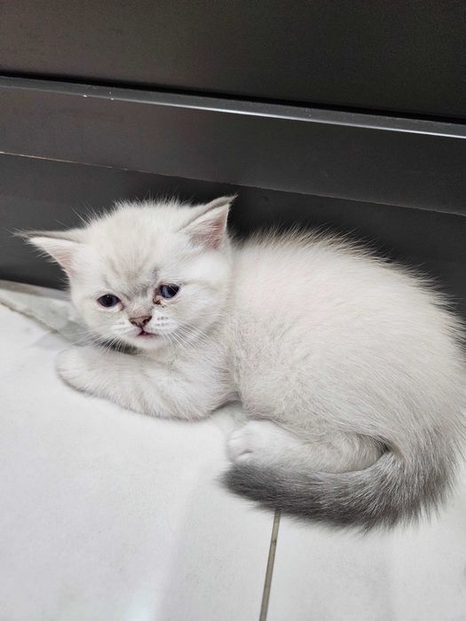 Котята британские короткошерстные