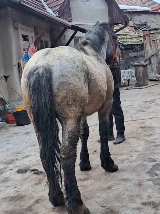 Vând mânz de 3 anii garantat de ham și foarte cuminte