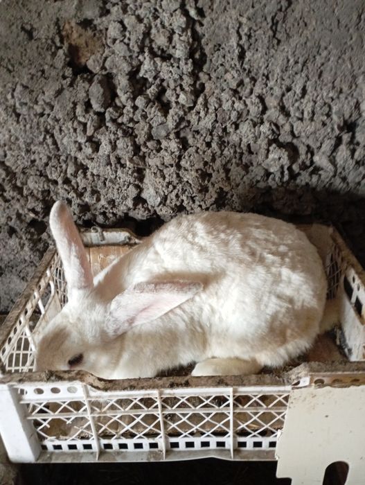 Продам кролиху...