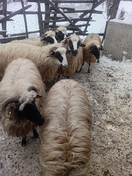 Vand oi breze tinere.