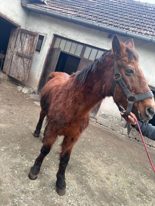 Vând cal , calul este mai bătrân