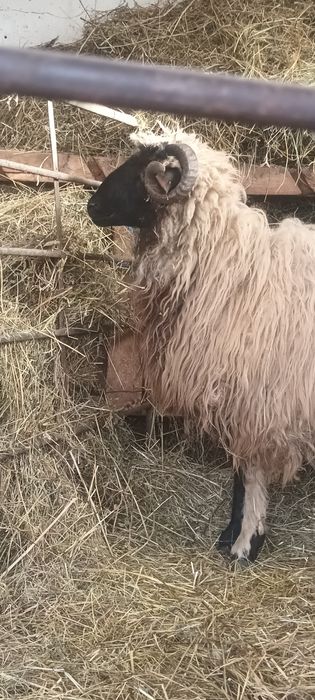 Berbecuț de vânzare