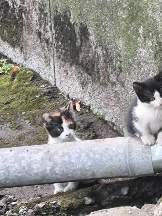 Подарявам малки котета