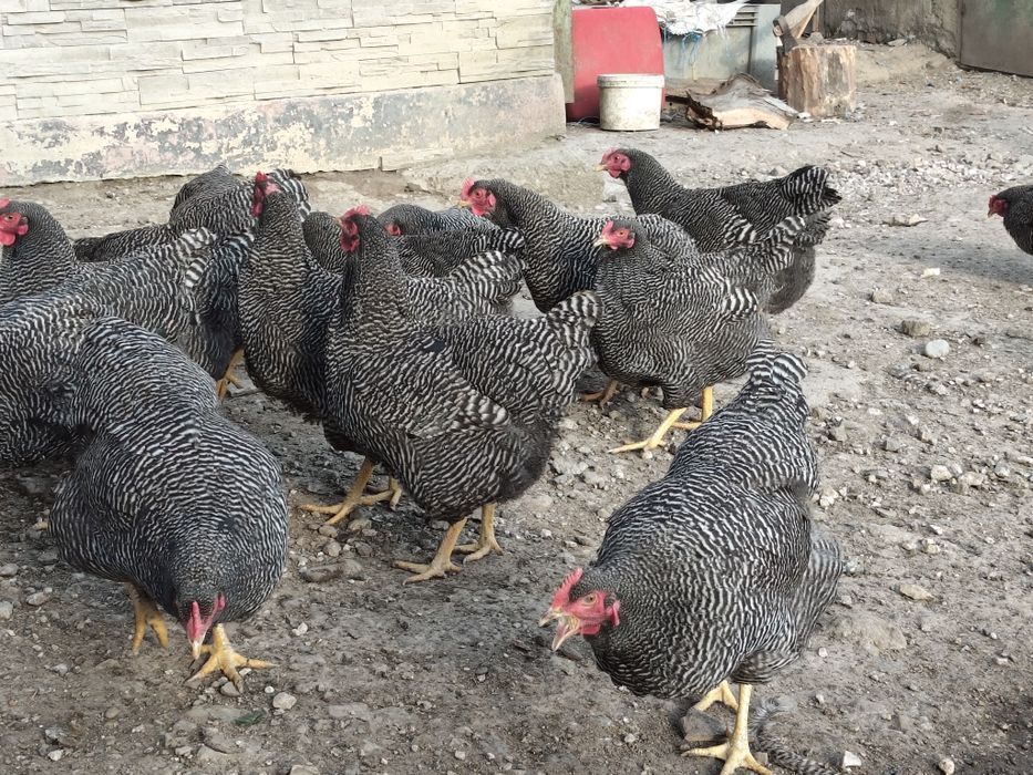 Vând pui rasa Plymouth Rock barat !
