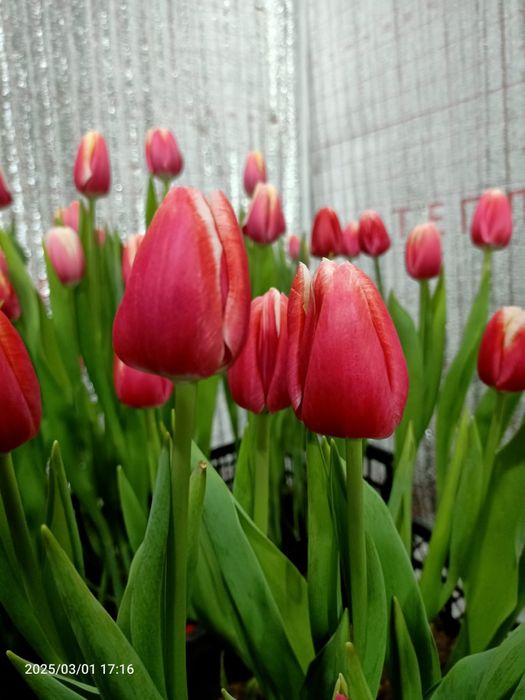 Предзаказ тюльпанов