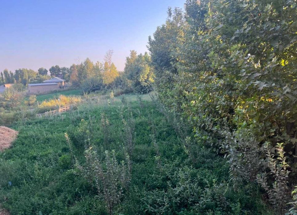 УЙ Хонадон Янгийул