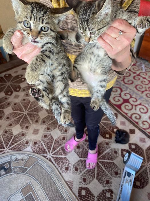 Отдам котят в хорошие руки