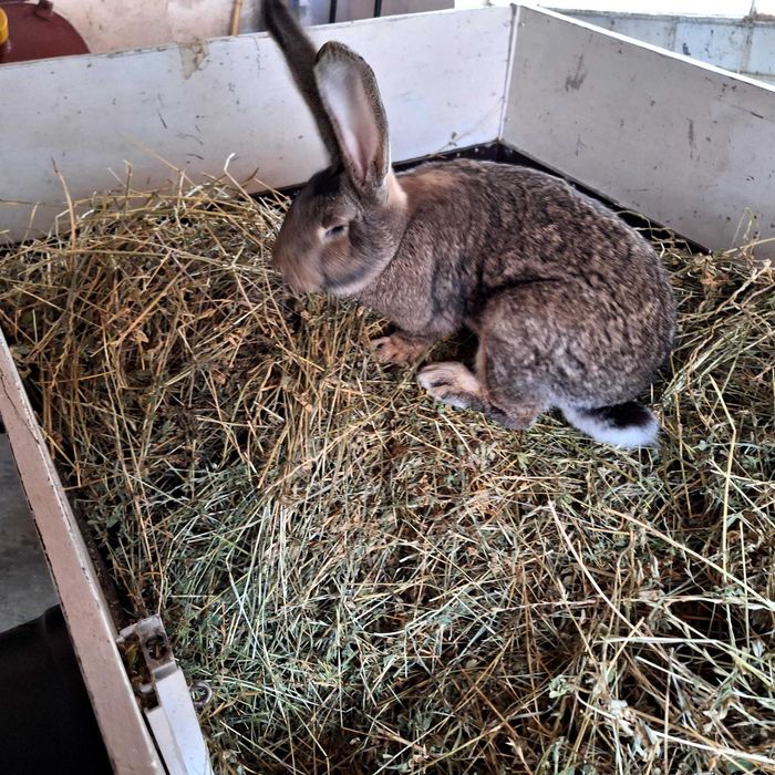 Vând iepuri urias german