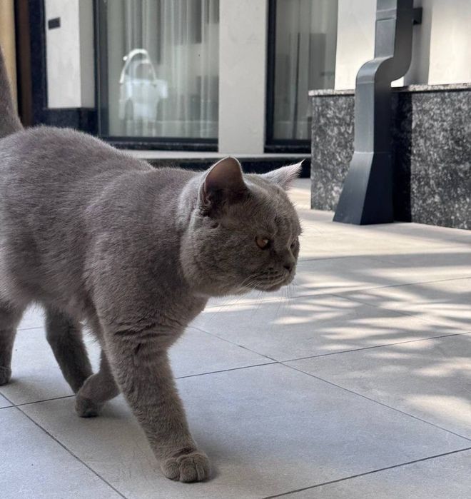 ВЯЗКА! Британская парода эркак мушук
Айол мушуклариз буса кушиш уч