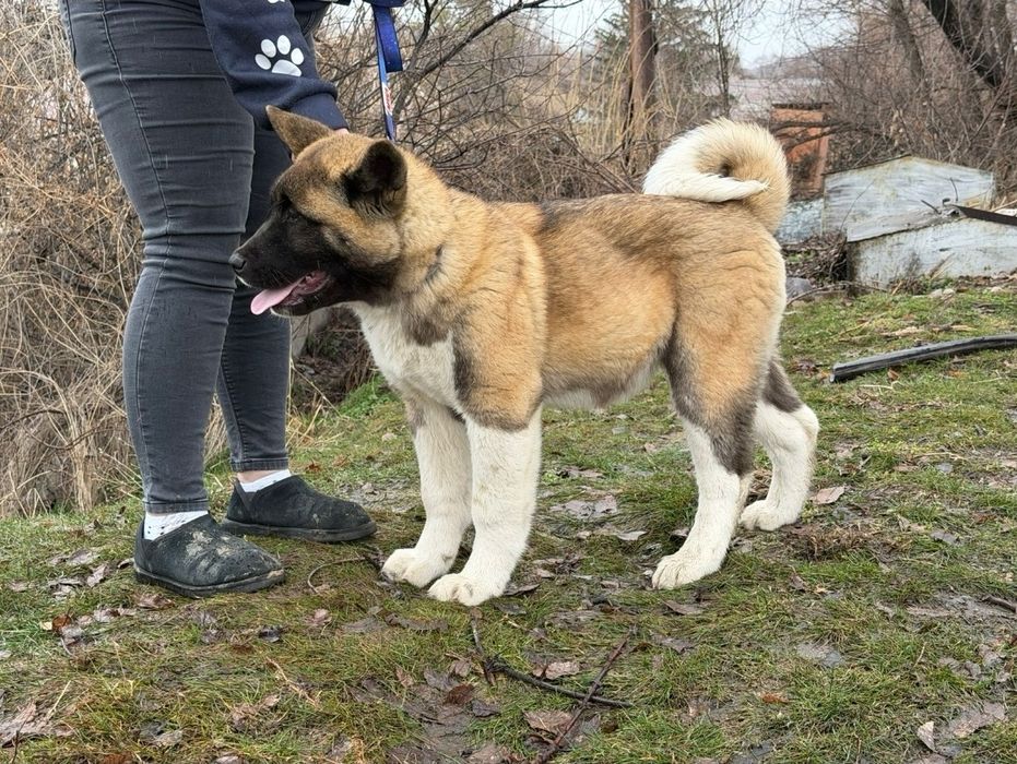 Американская акита