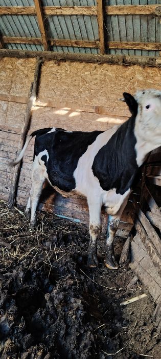 Vând taure de prăsilă și tăuraș