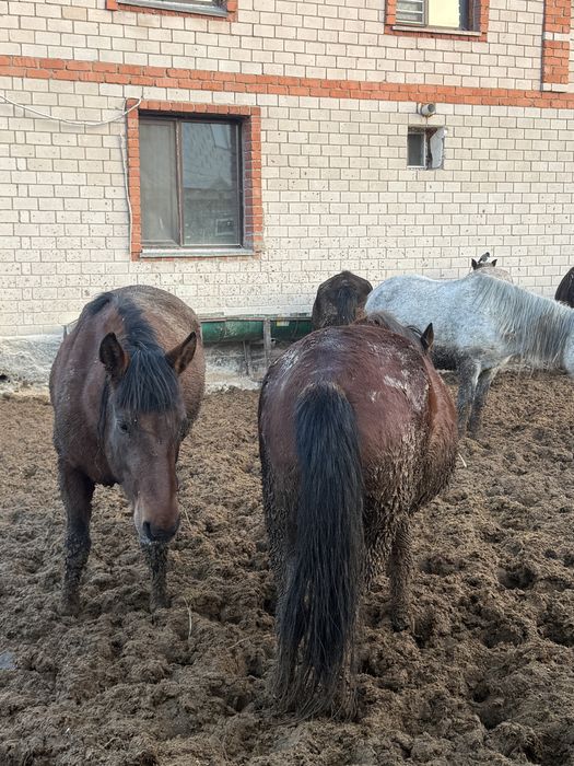 Жылқы лощадь бие байтал