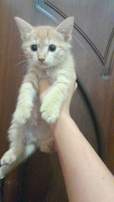 Котенок персик маленький