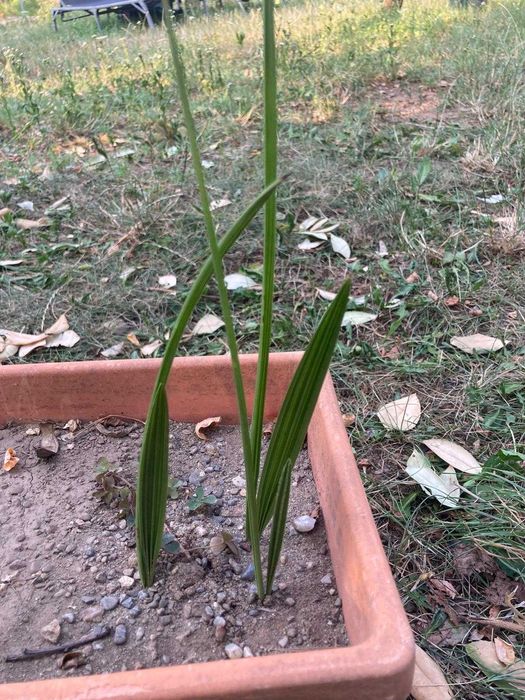 Palmier Phoenix Canariensis